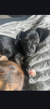 Dachshund Dogs Available for Adoption - Ted | PetCurious