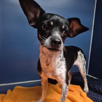 Dustine -  Chihuahua Dog for Adoption in Yuma, Arizona - Dustine | PetCurious