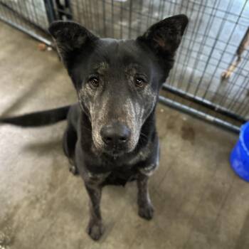 Shepherd Dogs Available for Adoption - Jeremy Allen White | PetCurious