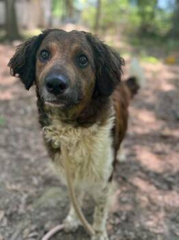 Spaniel Dogs Available for Adoption in Wayne, New Jersey - Ice Pop | PetCurious