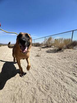 Rescue German Shepherd Dog Dogs for Adoption in Los Angeles, California - Bodhi | PetCurious