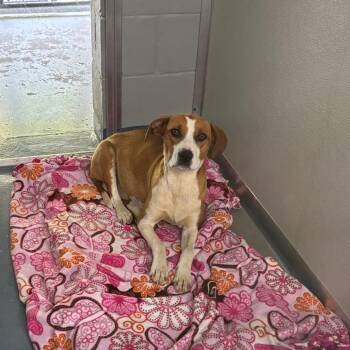 Terrier and Mixed Breed Dogs Available for Adoption in Galax, Virginia - May | PetCurious