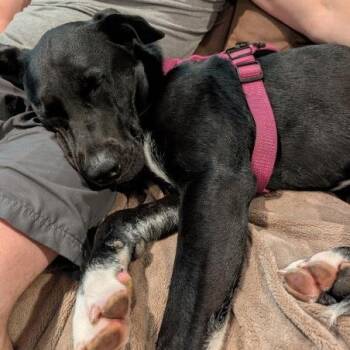 Shiloh -  Labrador Retriever Dog for Adoption in Minneapolis, Minnesota - Shiloh | PetCurious