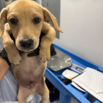 Phantom -  Mixed Breed Dog for Adoption in Greenville, South Carolina - Phantom | PetCurious
