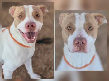Rescue Pit Bull Terrier and Mixed Breed Dogs for Adoption in Albuquerque, New Mexico - LUCKY | PetCurious