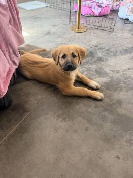 Shepherd Dogs Available for Adoption - Bombon | PetCurious