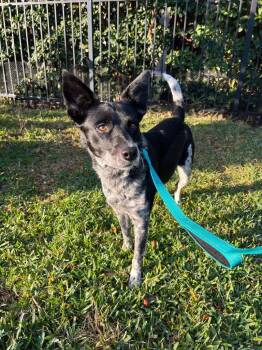 Australian Cattle Dog Blue Heeler and Mixed Breed Dogs Available for Adoption in Orlando, Florida - Fifi | PetCurious