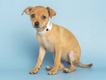 WILLOW -  Chihuahua Dog for Adoption in Phoenix, Arizona - WILLOW | PetCurious