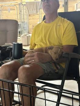Polly (Lucky Litter) -  Terrier and Australian Shepherd Dog for Adoption in Gillsville, Georgia - Polly (Lucky Litter) | PetCurious