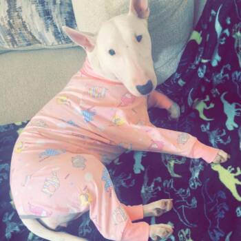 Bull Terrier Dogs Available for Adoption - Alice | PetCurious