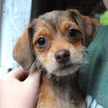 Terrier and Mixed Breed Dogs Available for Adoption in Mundelein, Illinois - Marigold | PetCurious