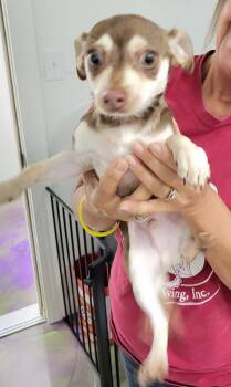 Rescue Chihuahua Dogs for Adoption in Anna, Illinois - Bandit | PetCurious