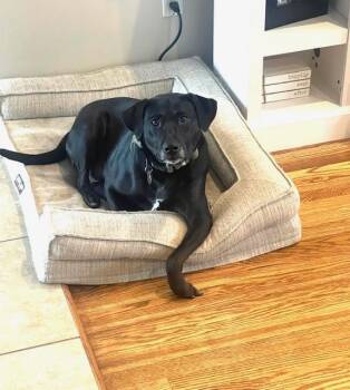 Black Labrador Retriever Dogs Available for Adoption - Nash | PetCurious