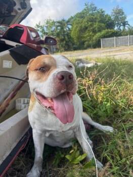 OTTO -  American Bulldog and Mixed Breed Dog for Adoption in Doral, Florida - OTTO | PetCurious