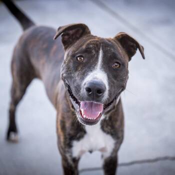 Brisco -  Pit Bull Terrier Dog for Adoption in Twentynine Palms, California - Brisco | PetCurious
