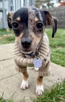 Rescue Terrier and Dachshund Dogs for Adoption in Mundelein, Illinois - Hammy | PetCurious