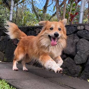 Brownie -  Pomeranian and Husky Dog for Adoption in Keaau, Hawaii - Brownie | PetCurious