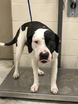 Rescue Plott Hound and Mixed Breed Dogs for Adoption in Conroe, Texas - ROLAND | PetCurious