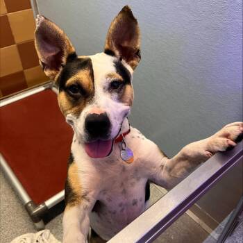 AK1025 Lovie -  Mixed Breed and Pit Bull Terrier Dog for Adoption in Port Washington, New York - AK1025 Lovie | PetCurious