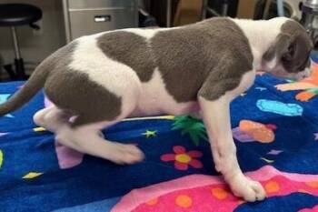 Pit Bull Terrier and Mixed Breed Dogs Available for Adoption in Kansas City, Missouri - Berkeley | PetCurious