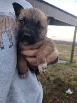 Rescue Mixed Breed Dogs for Adoption in Spring Hill, Tennessee - Drake | PetCurious