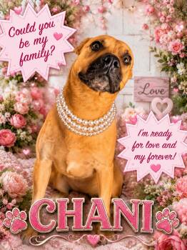 Chani -  Boxer Dog for Adoption in Roswell, New Mexico - Chani | PetCurious