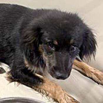 Judy - URGENT -  Spaniel Dog for Adoption in Thousand Oaks, California - Judy - URGENT | PetCurious