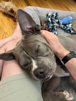 Flower -  Mixed Breed Dog for Adoption in New York, New York - Flower | PetCurious