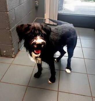 Mixed Breed Dogs Available for Adoption in Nashville, Tennessee - Wi-Fi | PetCurious