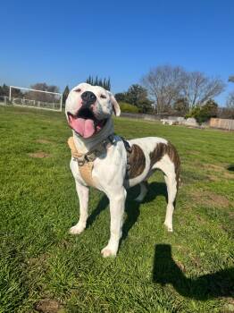 Austin -  Pit Bull Terrier Dog for Adoption in Santa Monica, California - Austin | PetCurious