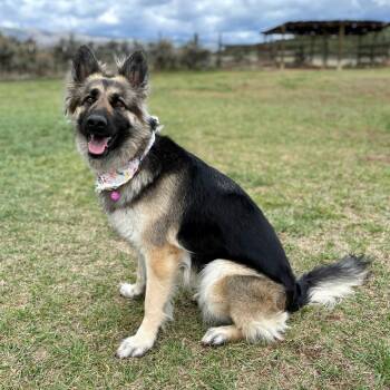German Shepherd Dog Dogs Available for Adoption in Glenwood Springs, Colorado - Mocha | PetCurious
