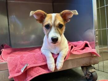 DW* -  Terrier and Siberian Husky Dog for Adoption in Santa Cruz, California - DW* | PetCurious