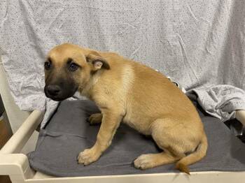 German Shepherd Dog Dogs Available for Adoption in Modesto, California - A610121 | PetCurious