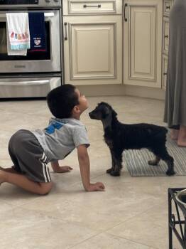 Miss T (aka Willow) -  Poodle and Bernese Mountain Dog Dog for Adoption in Brewster, New York - Miss T (aka Willow) | PetCurious