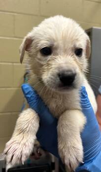 Rescue Mixed Breed Dogs for Adoption in Douglasville, Georgia - Cider (White) | PetCurious