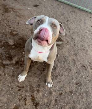 Goose -  Pit Bull Terrier Dog for Adoption in Hobbs, New Mexico - Goose | PetCurious