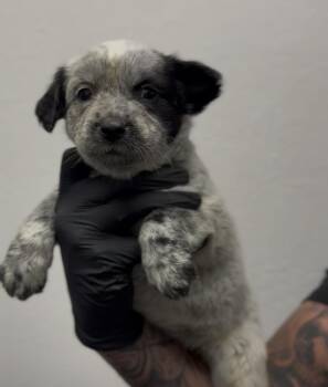 Pebbles -  Australian Cattle Dog Blue Heeler and Cattle Dog Dog for Adoption in Ventura, California - Pebbles | PetCurious