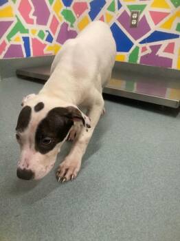 ORION -  Pit Bull Terrier and Mixed Breed Dog for Adoption in Baytown, Texas - ORION | PetCurious