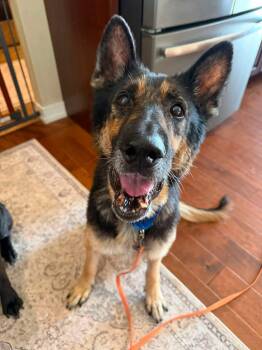Zeus -  German Shepherd Dog Dog for Adoption in New London, Wisconsin - Zeus | PetCurious