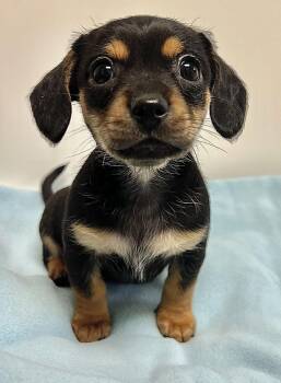 Miniature Dachshund and Pekingese Dogs Available for Adoption in Belmont, New York - ROWDY | PetCurious