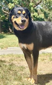 Scout -  Rottweiler and Australian Shepherd Dog for Adoption in Littleton, Colorado - Scout | PetCurious