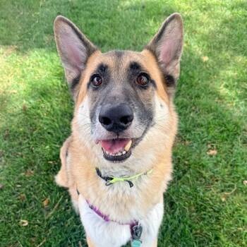 Zeus -  German Shepherd Dog Dog for Adoption in Murray, Utah - Zeus | PetCurious