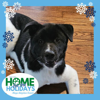 Rescue Akita Dogs for Adoption in Cincinnati, Ohio - Hugo | PetCurious