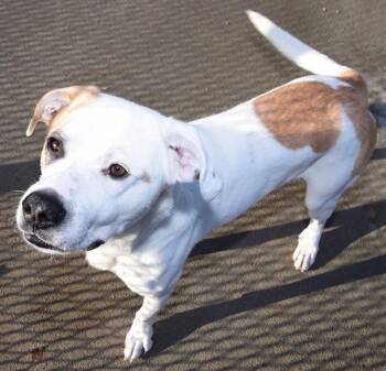 Terrier Dogs Available for Adoption - Bennett | PetCurious