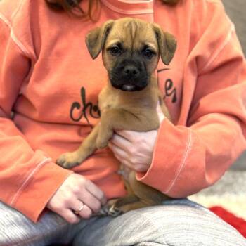 Mixed Breed Dogs Available for Adoption - Zipper | PetCurious