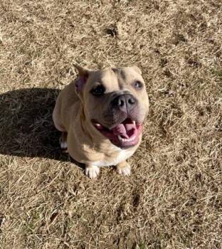 Storm -  Mixed Breed Dog for Adoption in Mishawaka, Indiana - Storm | PetCurious