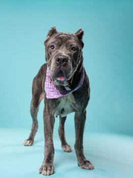 Kathy -  Mixed Breed Dog for Adoption in Atlanta, Georgia - Kathy | PetCurious
