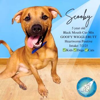 Rescue Black Mouth Cur Dogs for Adoption in Royalton, Illinois - Scooby | PetCurious