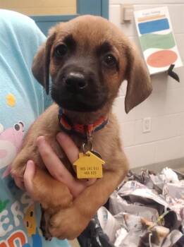 RALPH -  Labrador Retriever and Beagle Dog for Adoption in St. Louis, Missouri - RALPH | PetCurious