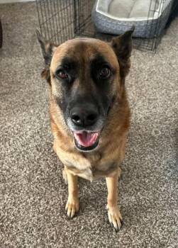 Baylee (CAT FRIENDLY) -  German Shepherd Dog Dog for Adoption in Greeneville, Tennessee - Baylee (CAT FRIENDLY) | PetCurious